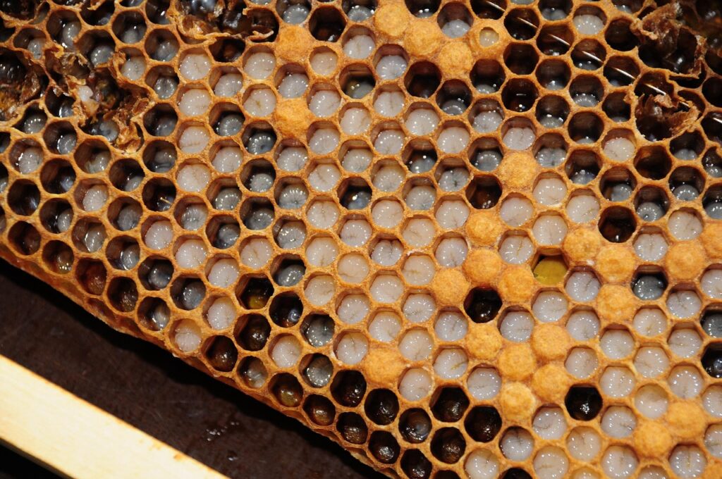 honeycomb, brood comb, bees, honey, nectar, habitation, insects, honey bee, honeycomb, honeycomb, honeycomb, honeycomb, honeycomb, honey